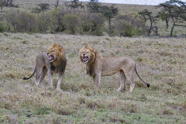 Lion (Panthera leo) Masai Mara Kenya