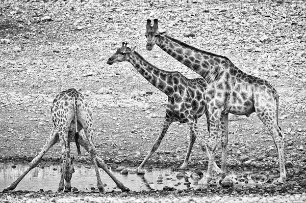 Angolan giraffe (Giraffa angolensis), drinking, drinking, animal, ungulate, black and white, monochrome, bw, Namutoni waterhole, Etosha National Park, Namibia, Africa