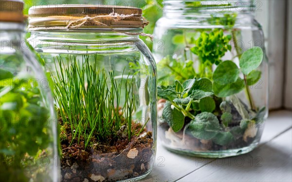 Bottle garden, several mini biotopes, eco system in a jar on a windowsill, AI generated, AI generated, room, windowsill, plants, screw top jar, gardening, herbs, green, sunlight
