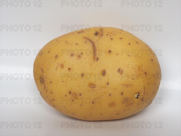 Potato vegetable food