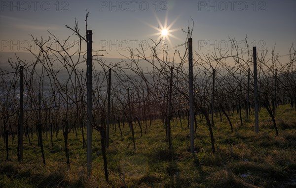 Organic viticulture, vineyard in the evening light, Korb im Remstal, Baden-Wuerttemberg, Germany, Europe