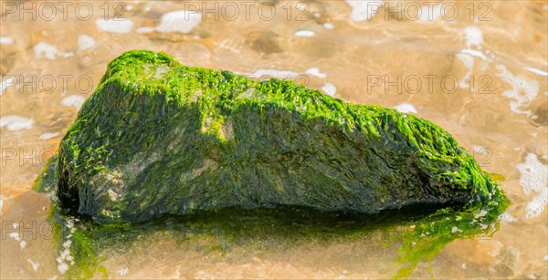 Large rock covered with green seaweed in ocean water at the beach