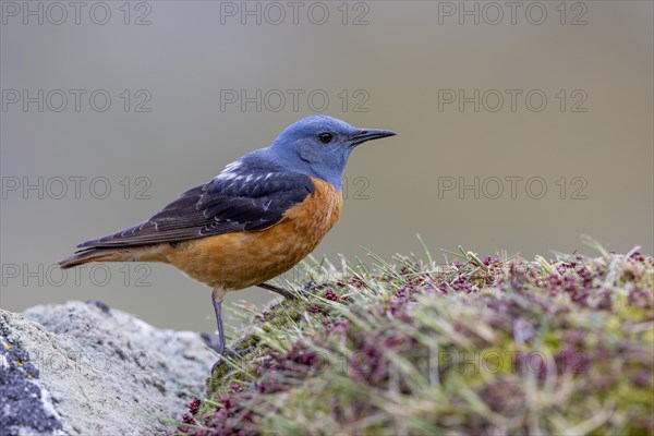 Common rock thrush (Monticola saxatilis), male, Castile-Leon province, Picos de Europa, Spain, Europe