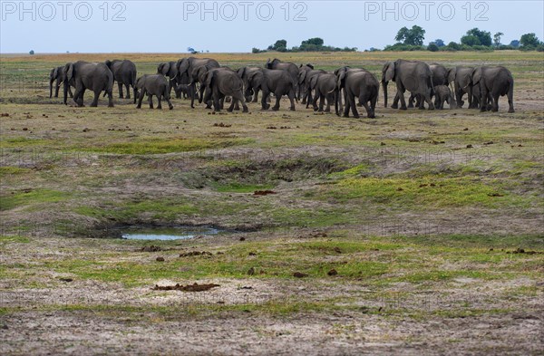 Elephant herd (Loxodonta africana), family, hiking, hike, group, landscape, safari, travel, tourism, Chobe National Park, Botswana, Africa