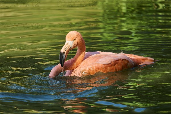 Chilean flamingo (Phoenicopterus chilensis) in the water, Bavaria, Germany, Europe