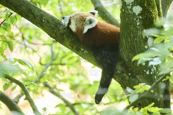 Red panda (Ailurus fulgens) lying on a tree, Germany, Europe