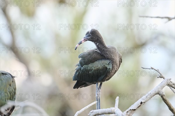 Glossy ibis (Plegadis falcinellus) youngster standing on a branch, Parc Naturel Regional de Camargue, France, Europe