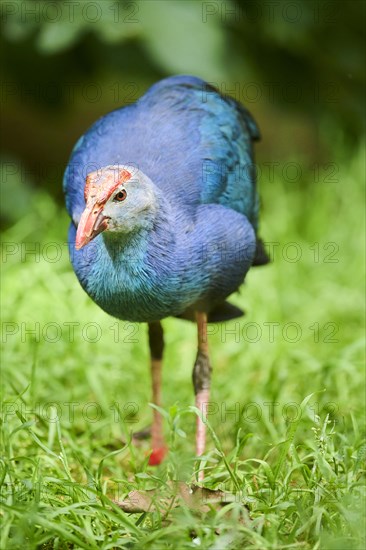 Western swamphen (Porphyrio porphyrio) on a meadow, Bavaria, Germany, Europe