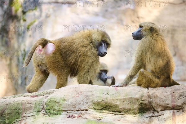 Guinea baboon (Papio papio) sitting on a rock, Bavaria, Germany Europe