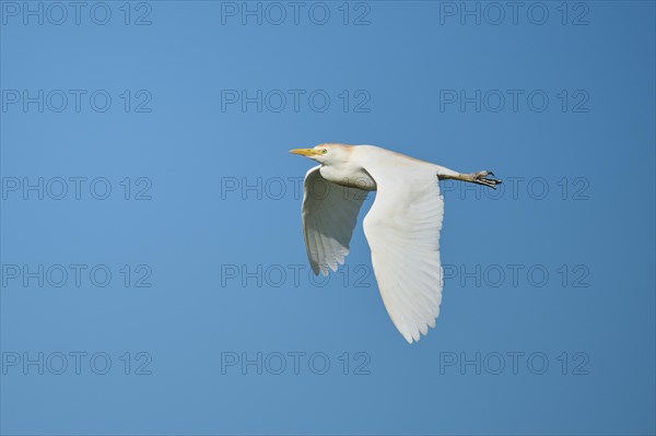 Cattle egret (Bubulcus ibis) flying in the sky, Parc Naturel Regional de Camargue, France, Europe