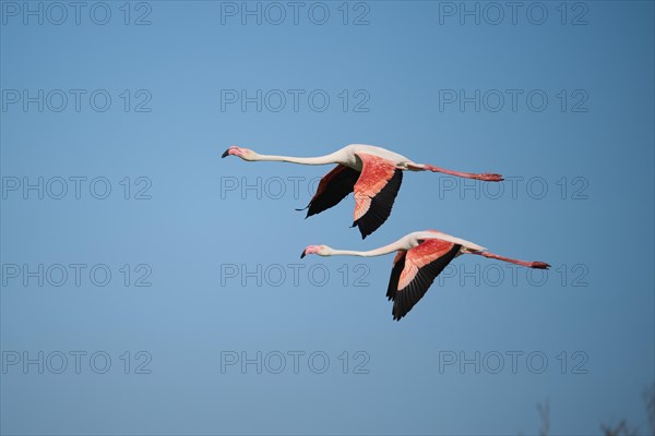 Greater Flamingos (Phoenicopterus roseus) flying in the sky, Parc Naturel Regional de Camargue, France, Europe