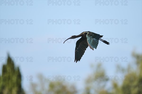Glossy ibis (Plegadis falcinellus) flying in the sky, Parc Naturel Regional de Camargue, France, Europe