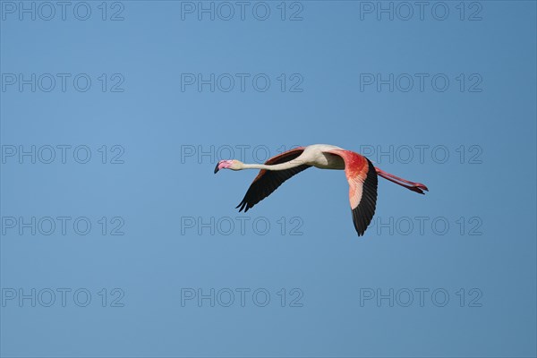 Greater Flamingo (Phoenicopterus roseus) flying in the sky, Parc Naturel Regional de Camargue, France, Europe