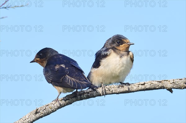 Barn swallow (Hirundo rustica) youngsters sitting on a branch, Camargue, France, Europe