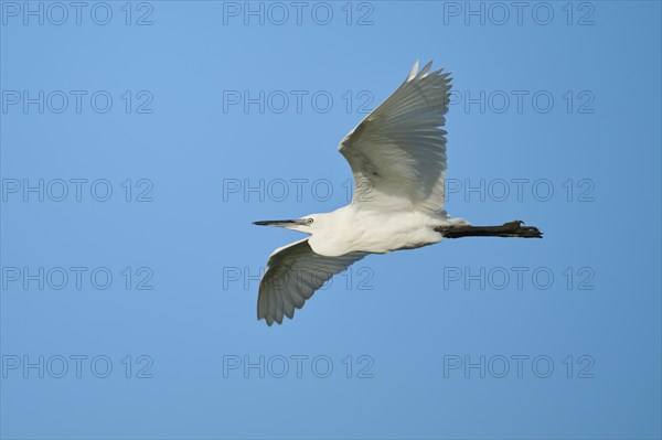 Little egret (Egretta garzetta) flying in the sky, Parc Naturel Regional de Camargue, France, Europe