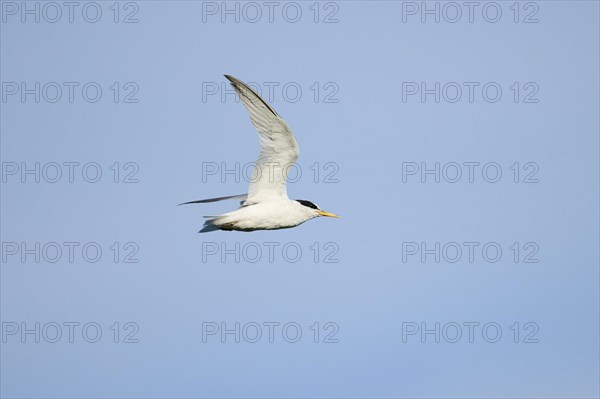 Little tern (Sternula albifrons) flying in the sky, Parc Naturel Regional de Camargue, France, Europe