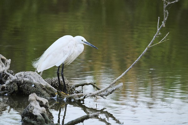 Little egret (Egretta garzetta) standing on a tree trunk at the edge of the water, hunting, Parc Naturel Regional de Camargue, France, Europe