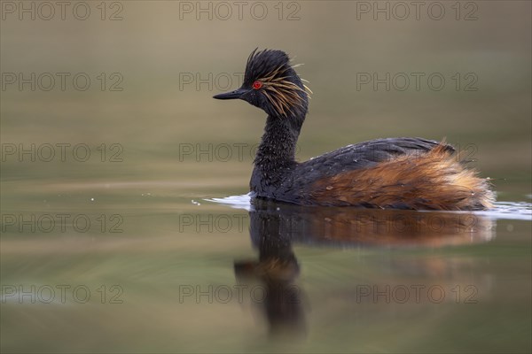 Black-necked Grebe (Podiceps nigricollis), El Taray wetland, Castilla-La Mancha, Spain, Europe