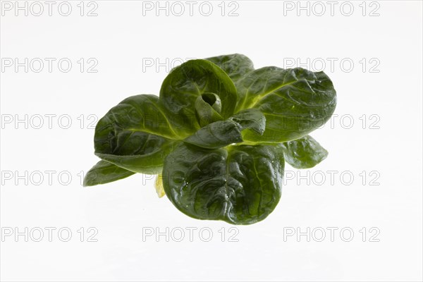 Field salad, studio shots on a white background