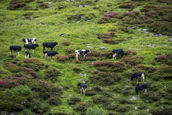 Cows grazing on the alpine meadow between blooming alpine roses, Schlegeisgrund valley, Berliner Hoehenweg, Zillertal, Tyrol, Austria, Europe