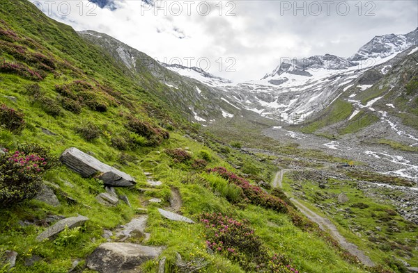 Hiking trail between blooming alpine roses, view of the Schlegeisgrund valley, glaciated mountain peaks Hoher Weiszint and Dosso Largo with Schlegeiskees glacier, Berliner Hoehenweg, Zillertal, Tyrol, Austria, Europe