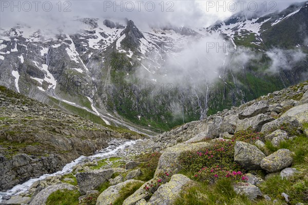 Cloudy mountain landscape with blooming alpine roses and mountain stream, view of rocky and glaciated mountains with summit Hochsteller, Furtschaglhaus, Berliner Hoehenweg, Zillertal, Tyrol, Austria, Europe