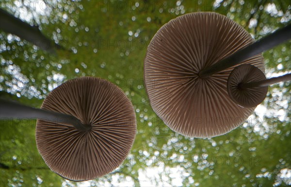 Long-stemmed garlic dwindler (Marasmius alliaceus), from below, lamellae, Hesse, Germany, Europe