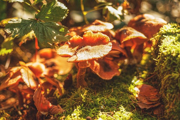 Group of mushrooms in autumn light, surrounded by leaves and moss on the forest floor, Wuppertal Vohwinkel, North Rhine-Westphalia, Germany, Europe