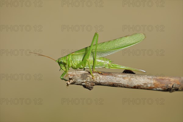 Great green bush cricket (Tettigonia viridissima) sitting on a branch, Wilnsdorf, North Rhine-Westphalia, Germany, Europe