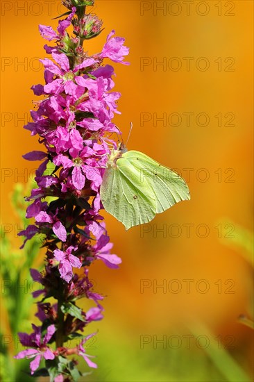 Brimstone (Gonepteryx rhamni) feeding on a flower of purple loosestrife (Lythrum salicaria), Wilden, North Rhine-Westphalia, Germany, Europe