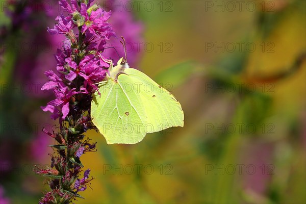 Brimstone (Gonepteryx rhamni) feeding on a flower of purple loosestrife (Lythrum salicaria), Wilnsdorf, North Rhine-Westphalia, Germany, Europe