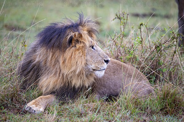 Lion (Panthera leo) Masai Mara Kenya