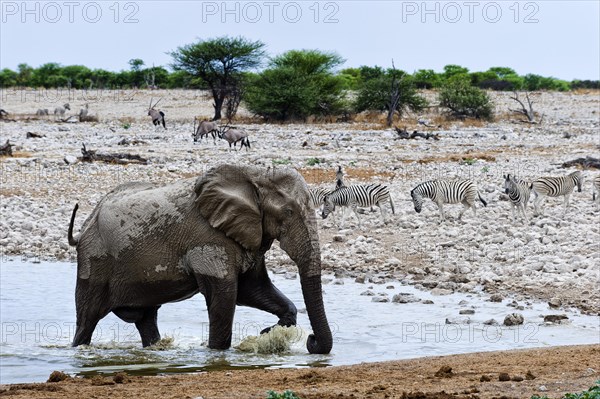 African elephant (Loxodonta africana) in Etosha National Park, animal, wild, free living, wilderness, bathing, bathing, water, climate, safari, Okakuejo waterhole, Namibia, Africa