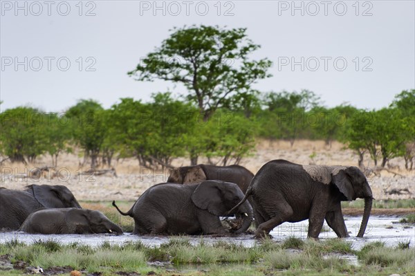 African elephant (Loxodonta africana) in Etosha National Park, herd, elephant herd, family, animal, wild, free living, wilderness, bathing, bathing, water, climate, safari, Rietfontein waterhole, Namibia, Africa