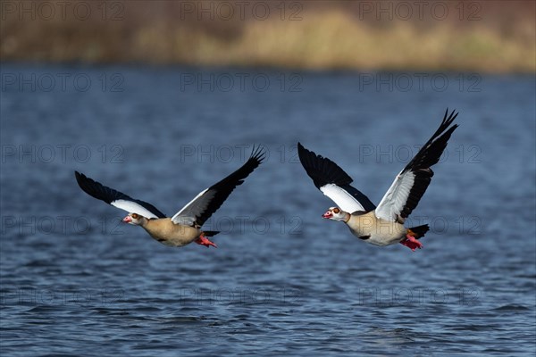 A pair of Nile geese flying over a lake, Lake Kemnader, Ruhr area, North Rhine-Westphalia, Germany, Europe