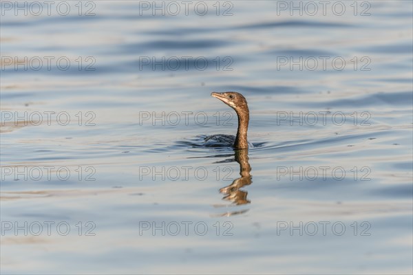 Pygmy Cormorant (Microcarbo pygmaeus) swimming in the water in search of food. Bas-Rhin, Alsace, Grand Est, France, Europe