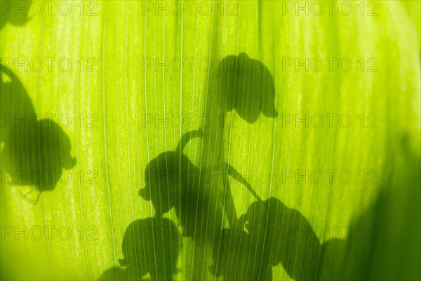 Lily of the valley (Convallaria majalis), close-up of shadows of flowers on sunlit green leaves, sunlit inflorescence on a sunny spring day in May, early bloomer, vivid texture, Lower Saxony, Germany, Europe