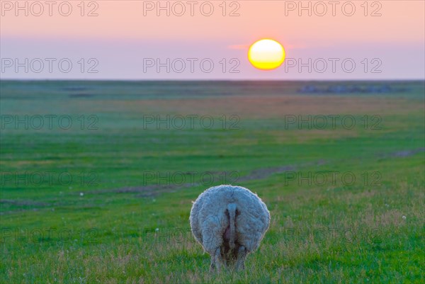 Sheep or domestic sheep (Ovis gmelini aries) from behind, round bottom, butt, bottom, on salt marshes, meadows, with a colourful sunset in the background, Westerhever, Eiderstedt Peninsula, Schleswig-Holstein Wadden Sea National Park, Schleswig-Holstein, Germany, Europe