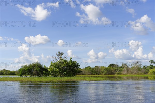 Flooded forest on the Abacaxis river, an Amazon tributary, Amazonas state, Brazil, South America