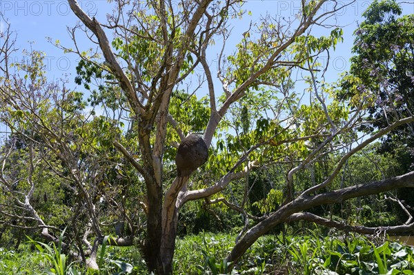 Termite Mound in a tree in the flooded forest, Amazonas state, Brazil, South America