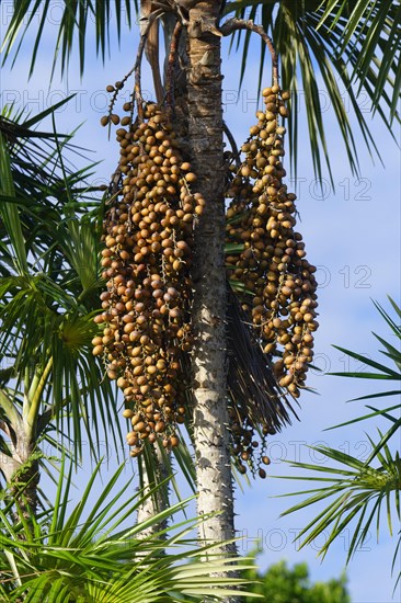 Fruits of the Mauritia flexuosa palm tree known as the moriche palm, Para state, Brazil, South America