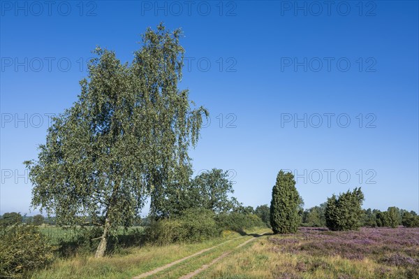 Path through heathland, flowering common heather (Calluna vulgaris) and birch (Betula), blue sky, Lueneburg Heath, Lower Saxony, Germany, Europe