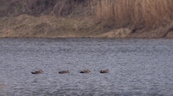 Four Eastern spot-billed ducks swimming together in a river with a soft blurred background of the river shoreline