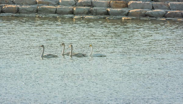 Flock of four whooper swan swimming in river in early morning sunshine