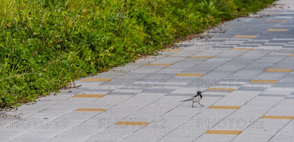 Japanese Wagtail, common in Japan, Korea, Taiwan, Eastern China, and eastern Russia, standing on concrete sidewalk next to grassy area in public park, Asia