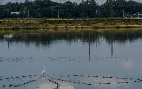 White egret standing in river on fishing net with riverbank and trees in background
