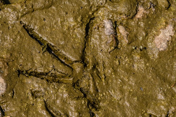 Closeup of foot print of gray heron in the mud at the edge of a river in South Korea