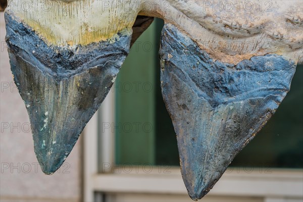 Closeup of upper teeth from prehistoric shark