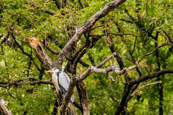 Gray heron perched on a tree branch with green foliage in the background