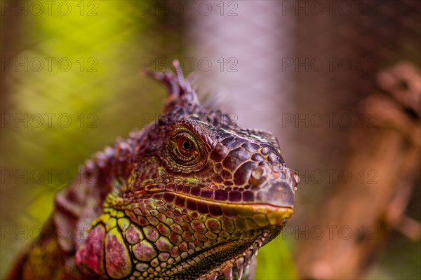 Closeup of large male iguana with blurred background